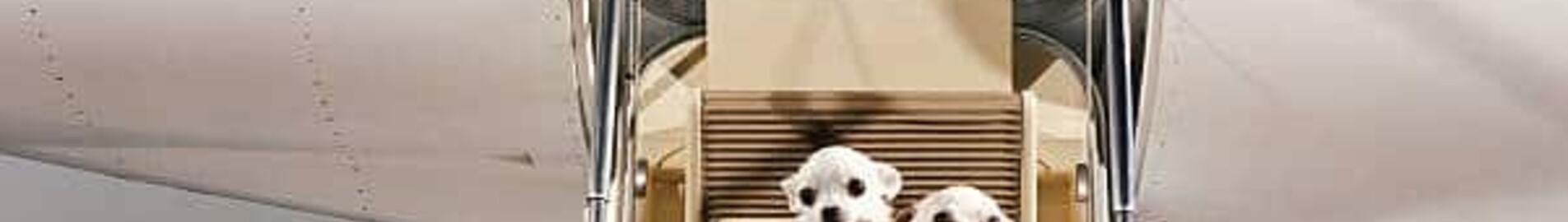 ¿Cómo viajar en jet privado con su mascota?