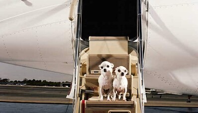¿Cómo viajar en jet privado con su mascota?