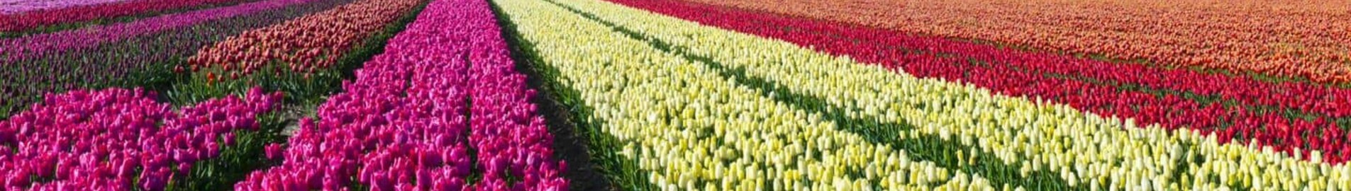Hoogeveen: ubicación de jet privado