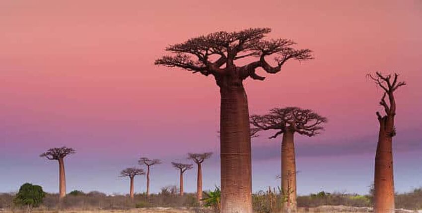 Madagascar: Alquiler de jets privados