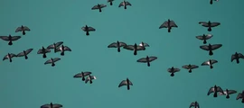 Vladivostok Knevichi: alquiler de aviones privados