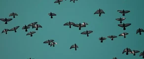 Saransk : Alquiler de aviones privados