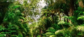 Trinidad Piarco : Alquiler de aviones privados