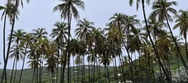 Mustique : alquiler de aviones privados