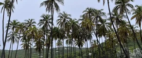 Union Island : Alquiler de aviones privados