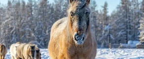 Yakutsk : Alquiler de aviones privados