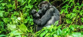 República Democrática del Congo : Alquiler de aviones privados en RDC