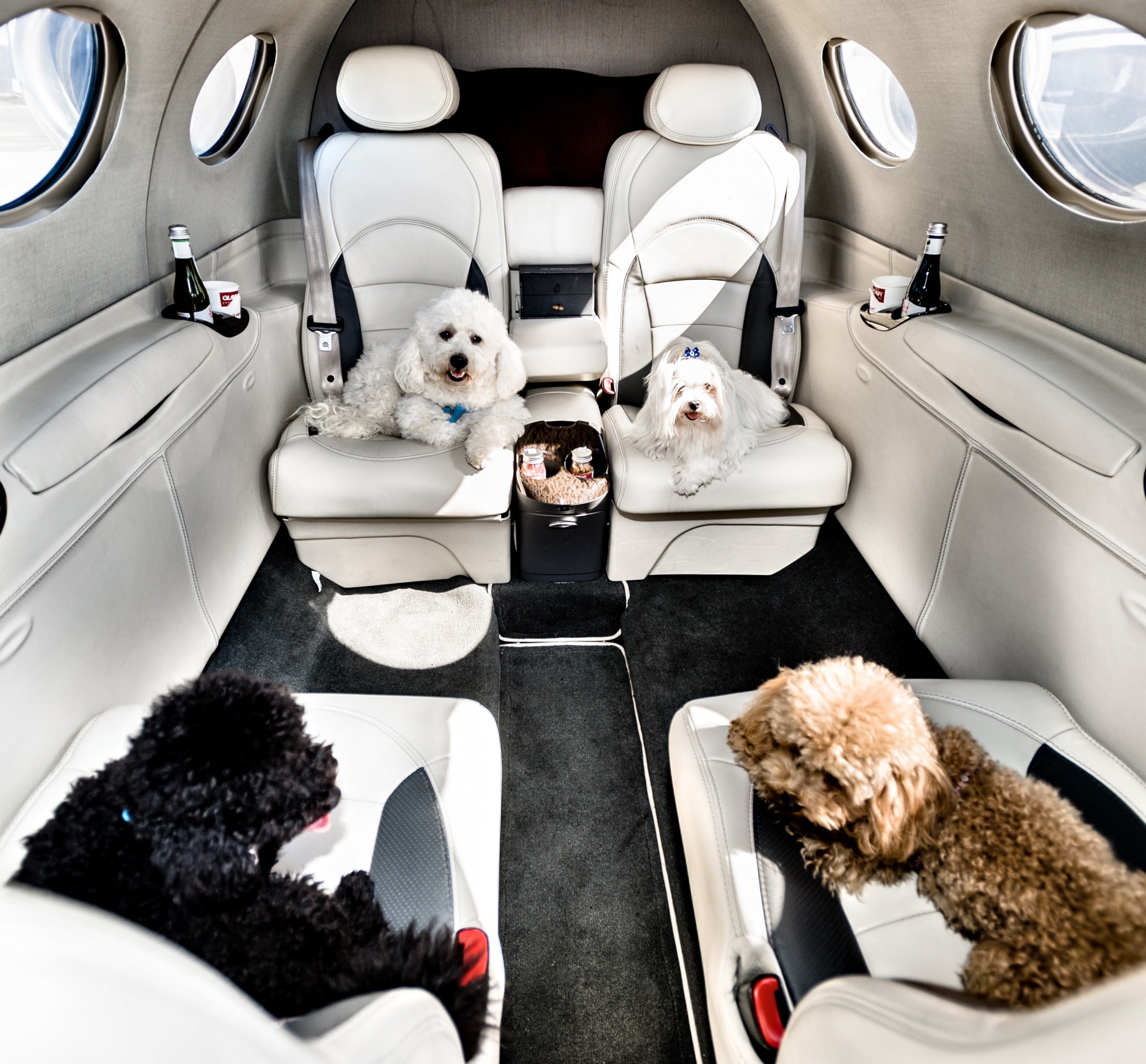 location de jet privé : Chiens profitant de leur vol luxe.